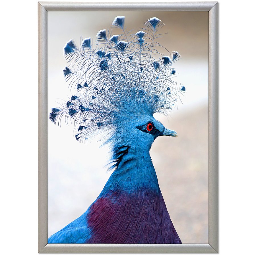 Klapprahmen mit 17mm Aluminiumprofil, silber - 50 x 70 cm